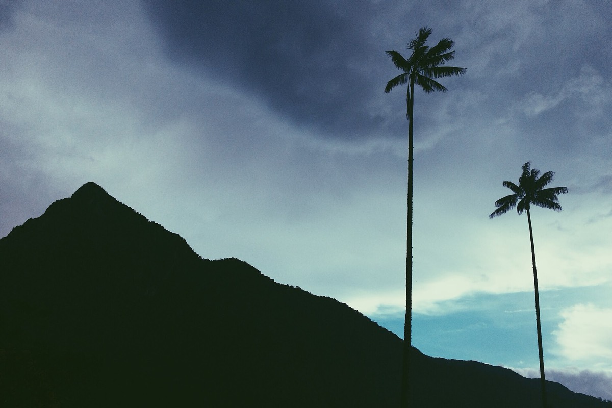 Wax palms, a symbol of Colombia
